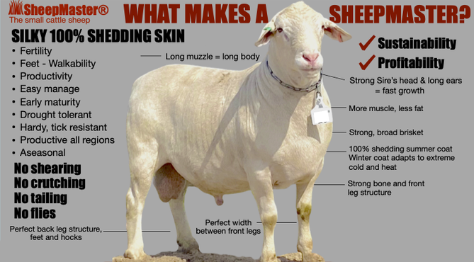 sheepmaster